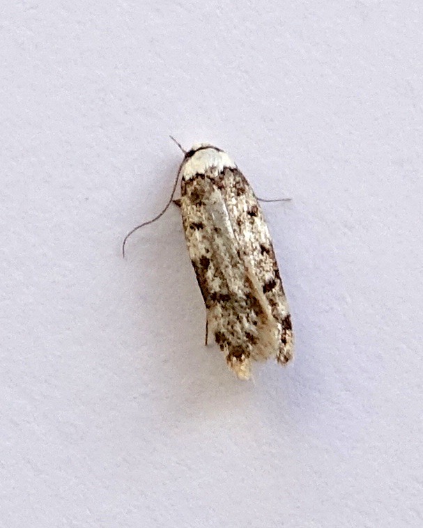 white-shouldered house moth